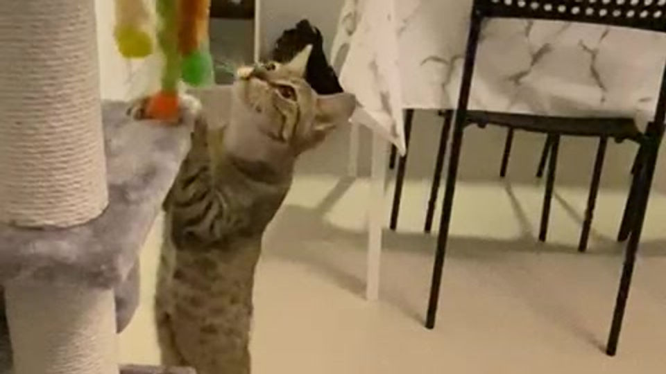 Playing on her cat tree